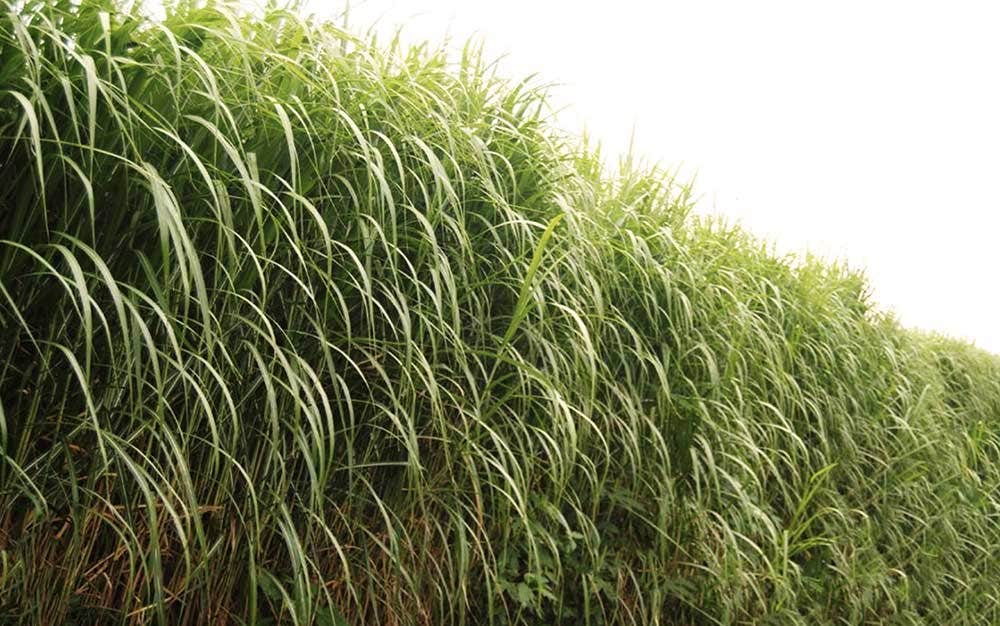 Olifantengrass
