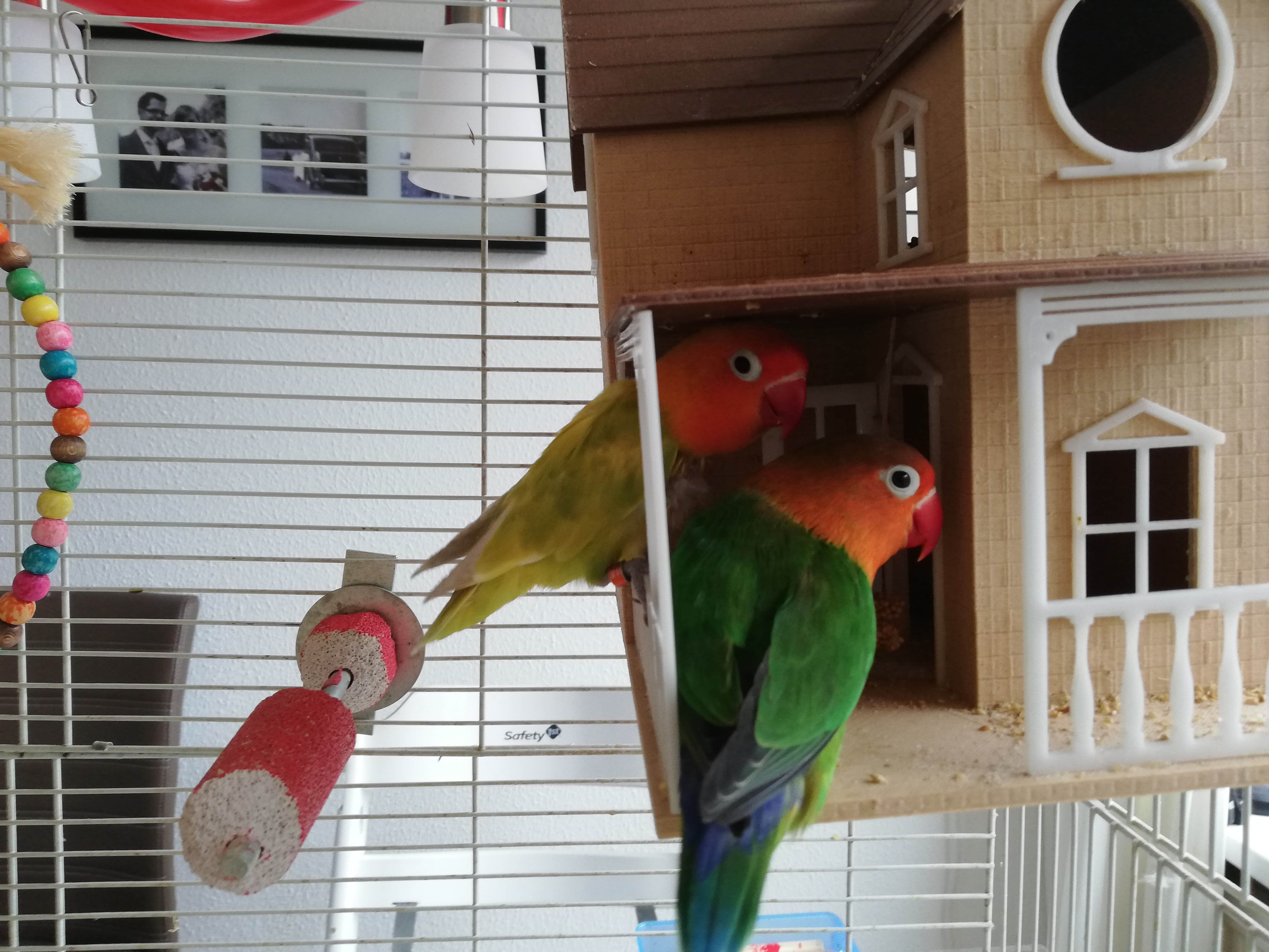 Bird house made with woodFill Bird house made with woodFill - Parrot